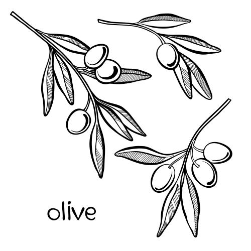 Olivaceous. Vector three olive branches with fruits on white