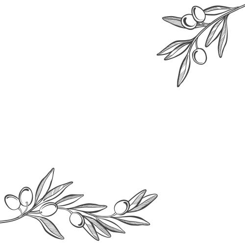 Olivaceous. Vector olive branches, white background text area, corner composition