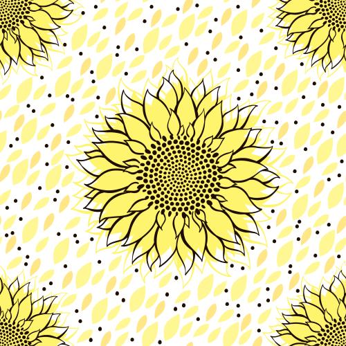 Sunflower. Vector sunflowers decorative petals on white