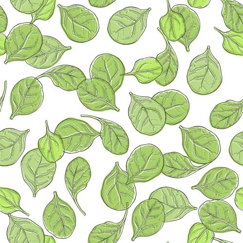 Spinach. Vector green spinach leaves on white