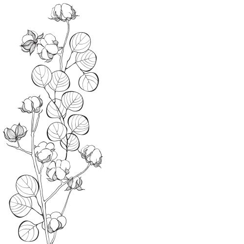 Eucalyptus. Vector eucalyptus branches and cotton, space for text on white