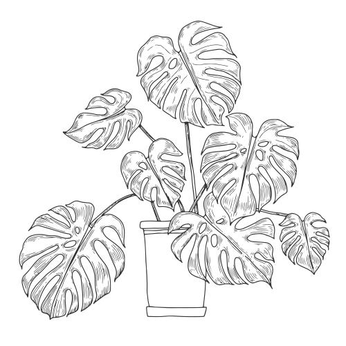Item. Vector monstera in a pot on white
