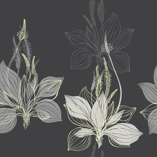 Plantain. Vector plantain, contours and silhouettes on dark gray