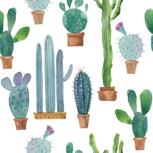 Cactus. Vector watercolor cacti in small pots on white