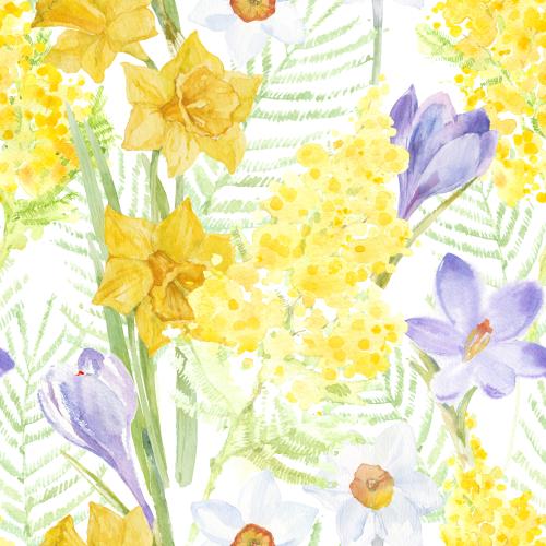Raster image mimosa, crocuses, daffodils, snowdrops, watercolor spring flowers on white