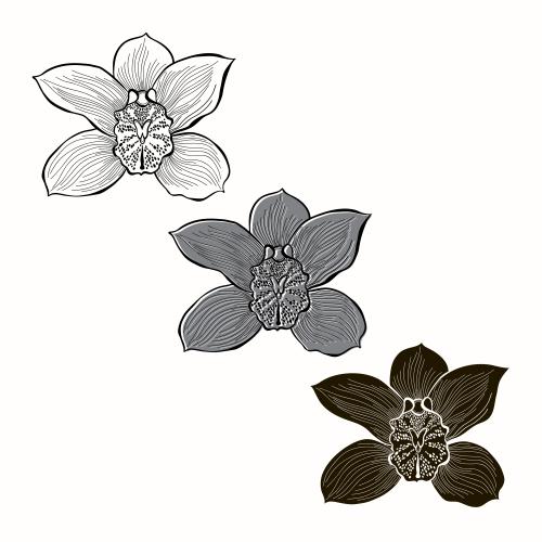 Illustration flower of orchids on white three different options silhouettes and contour drawing