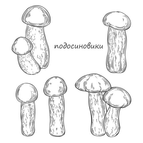 Female. Vector boletes, various options on white