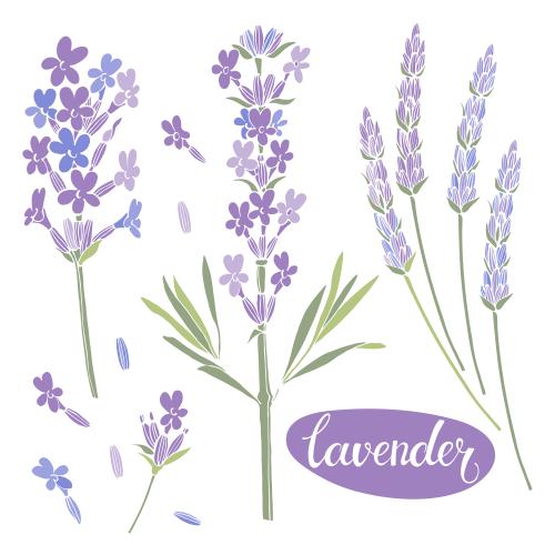 Lavender. Vector lavender, various colored silhouettes on white