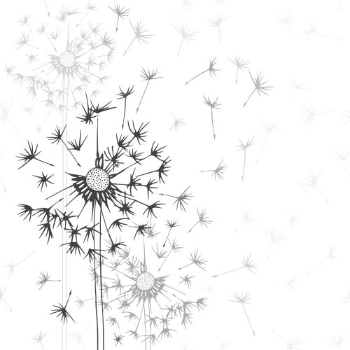 Dandelion. Vector monochrome dandelions on white