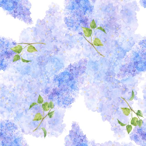 Lilac. Vector watercolor lilac on white