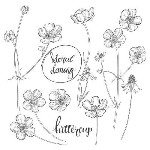 Buttercup. Vector poppies, contours on white