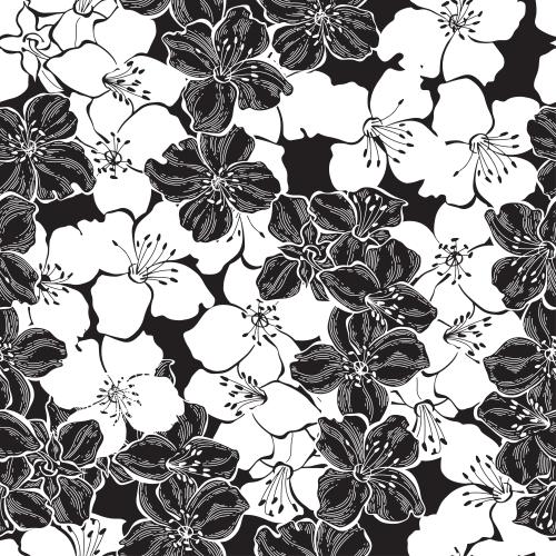 Jasmine. Vector jasmine flowers on black