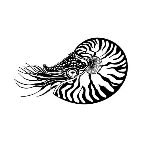 Nautilus. Vector nautilus on white