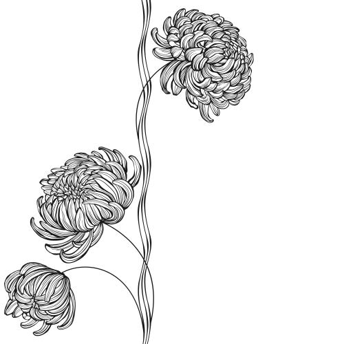 Chrysanthemum. Vector chrysanthemums, wavy lines, space for text on white