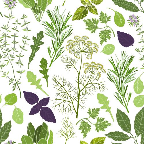 Basil. Vector thyme, laurel, rosemary, parsley, coriander, basil, rocket, spinach, colorful silhouettes on white