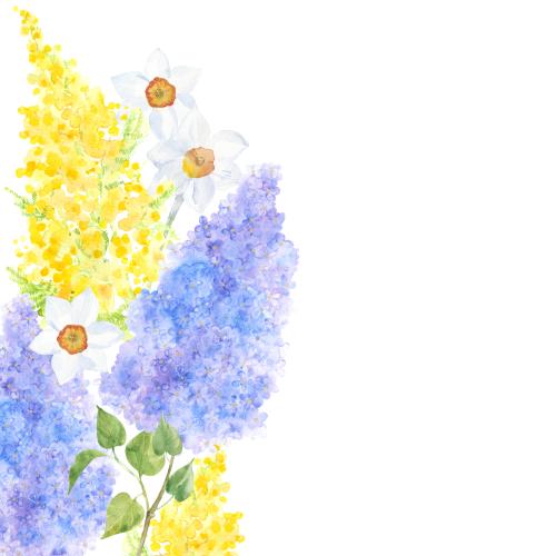 Lilac. Vector watercolor lilac and mimosa and daffodils, space for text on white