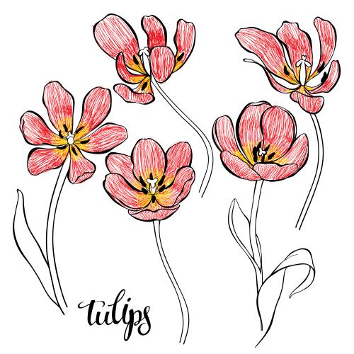 Tulip. Vector tulips on white