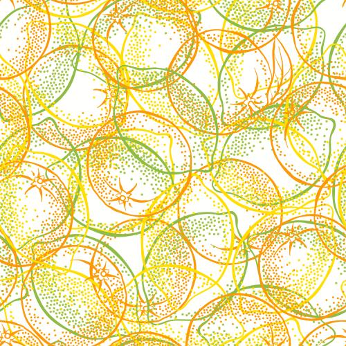 Orange. Vector lemons, limes and oranges on white