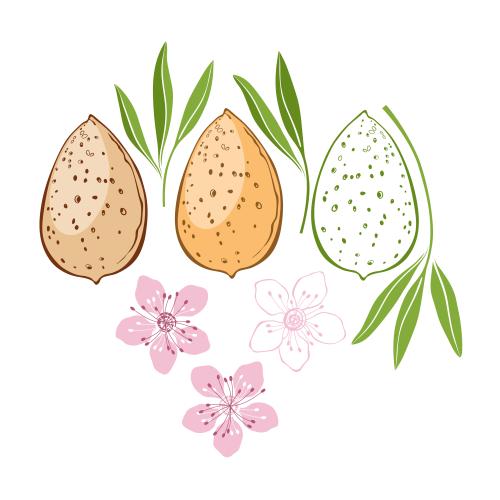 Nut. Vector almond nuts leaves and flowers on white