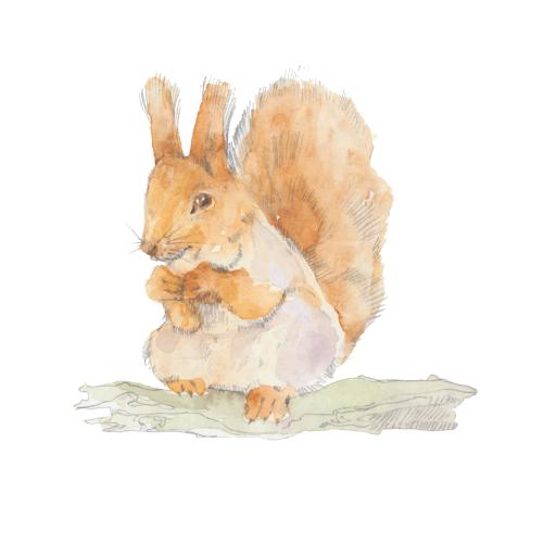 Illustration cute squirrel, watercolor sketch on white