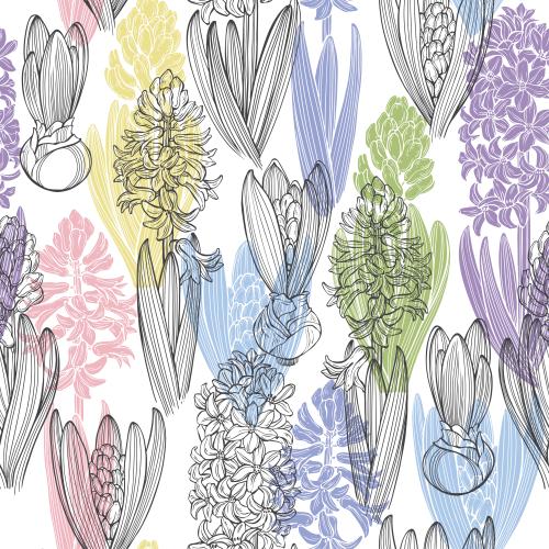 Hyacinth. Vector hyacinths, colorful silhouettes and monochrome outlines on white