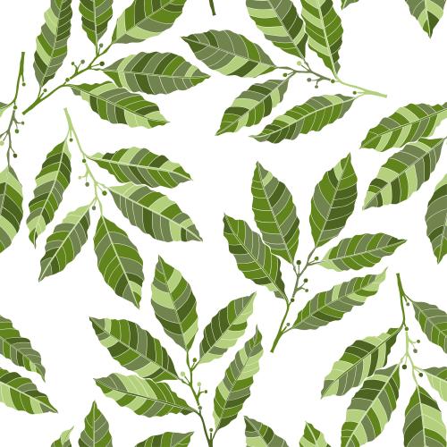 Bay. Vector green laurel leaves on white