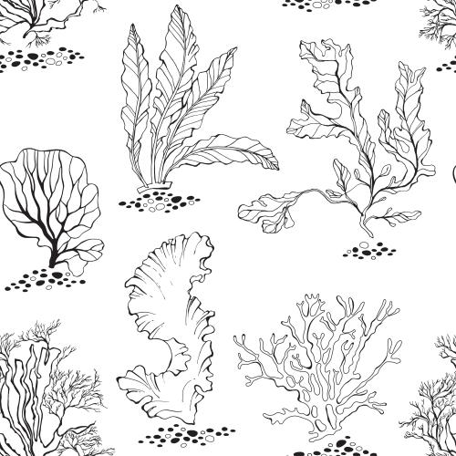 Seaweed. Vector marine algae, corals, contours on white