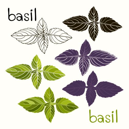 Basil. Vector basil, colorful and black silhouettes, contours on white