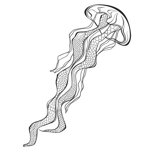 Jellyfish. Vector medusa on white