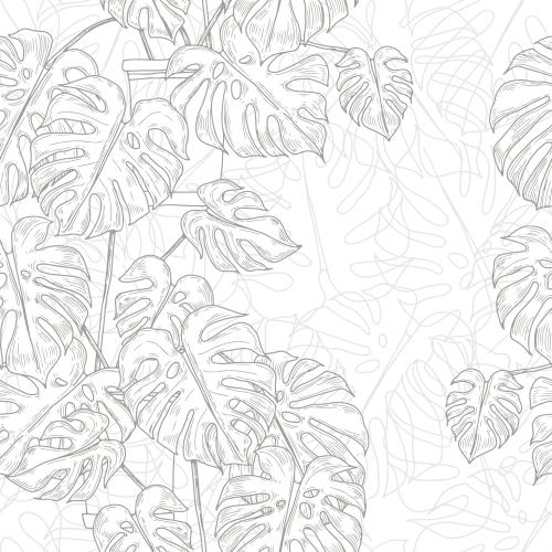 Monstera. Vector monstera on white