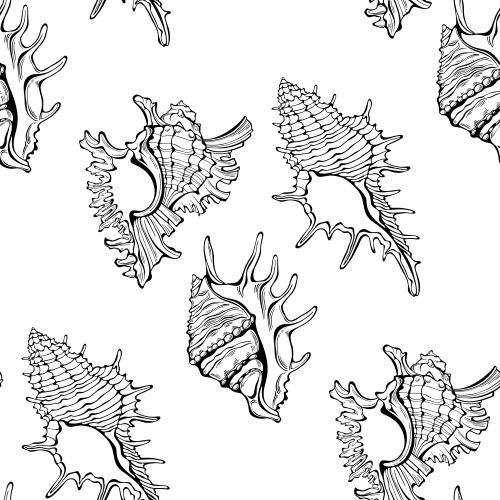 Shell. Vector black outlines on white shells
