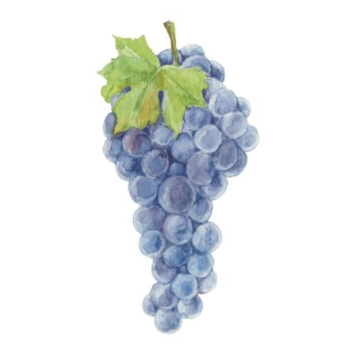 Grape. Vector grape cluster on white