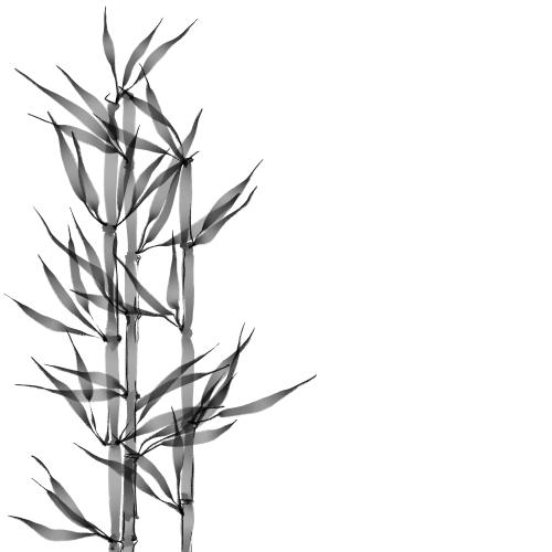 Raster image watercolor bamboo, place for text on white