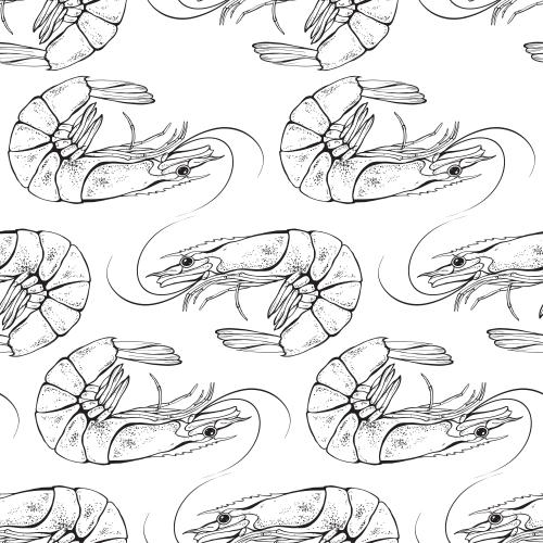 Shrimp. Vector shrimp on white