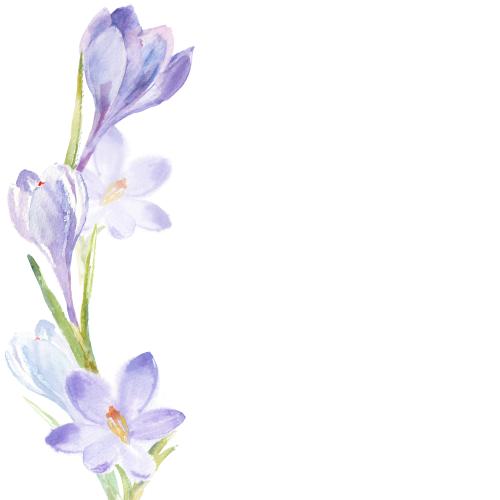 Raster image watercolor crocuses, place for text on white