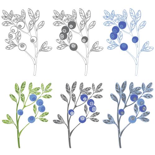 Bilberry. Vector blueberry, contours and silhouettes, six variants on white
