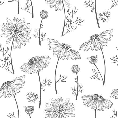 Chamomile. Vector daisies on white