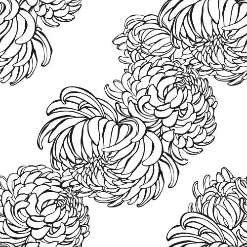 Chrysanthemum. Vector chrysanthemums black outlines on white