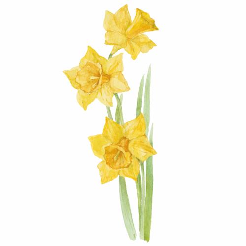 Daffodil. Vector bouquet of three yellow daffodils on white