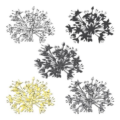 Illustration flower clusters, five options on white
