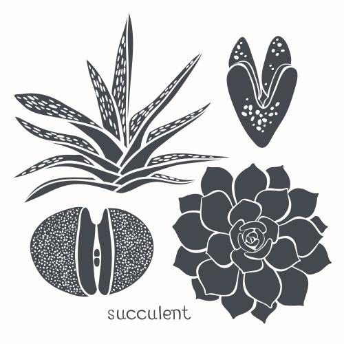 Succulent. Vector silhouettes of succulents on white, four different types