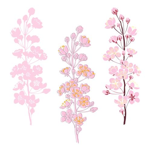 Apricot. Vector blooming apricot branches on white three options