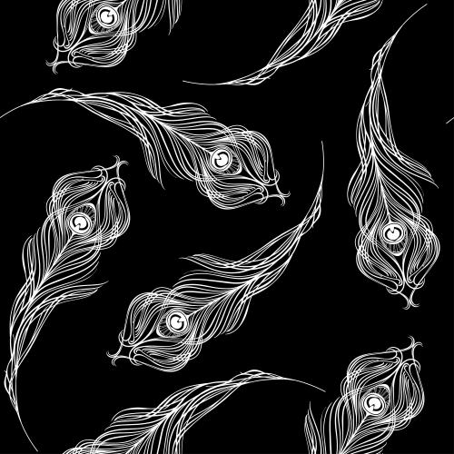 Peacock feather. Vector feathers of the peacock, white silhouettes on black