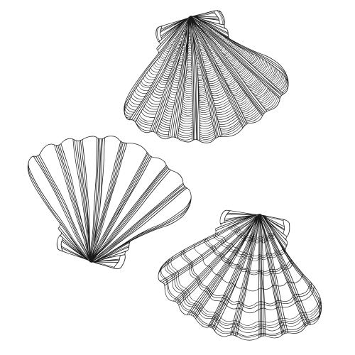 Scallop. Vector combs on white three options
