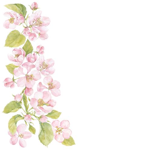 Illustration watercolor flowers and apple tree leaves space for text on white