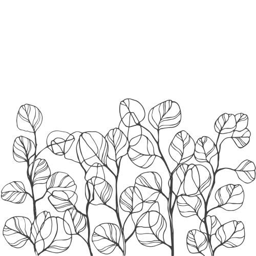 Eucalyptus. Vector eucalyptus branches, space for text on white
