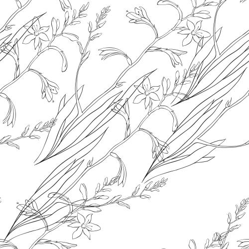 Montbretia. Vector montbrezia, flower contours on white, diagonal composition