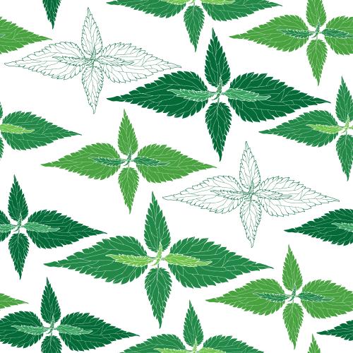 Vector image nettle colored outlines and silhouettes on white