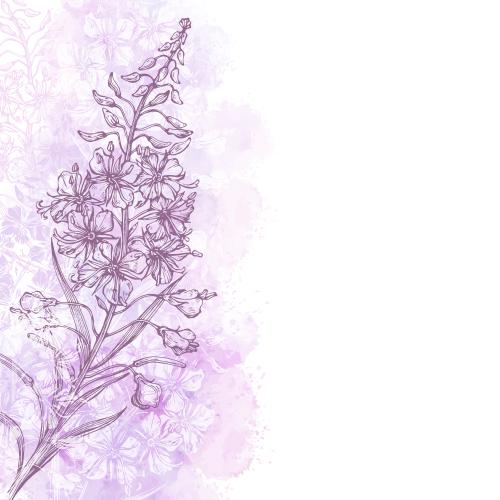 Fireweed. Vector kypre, ivan's tea, pink watercolor fragment, text area on white