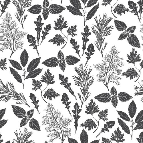 Basil. Vector culinary herbs dill basil rosemary parsley laurel arugula on white
